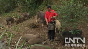 倔强老头深山驯养野猪 用养老钱书写的不屈人生