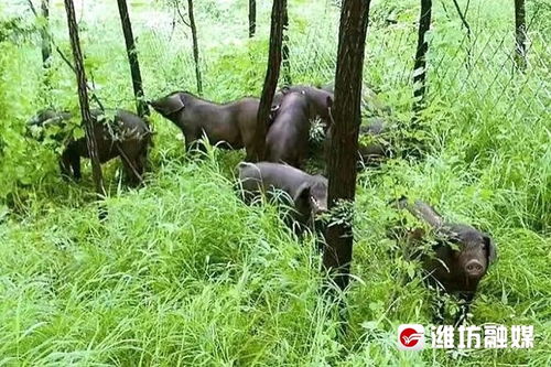 潍坊“9山猪”荣耀入选全国名特优新农产品名录 传统驯养智慧与现代品质的结晶