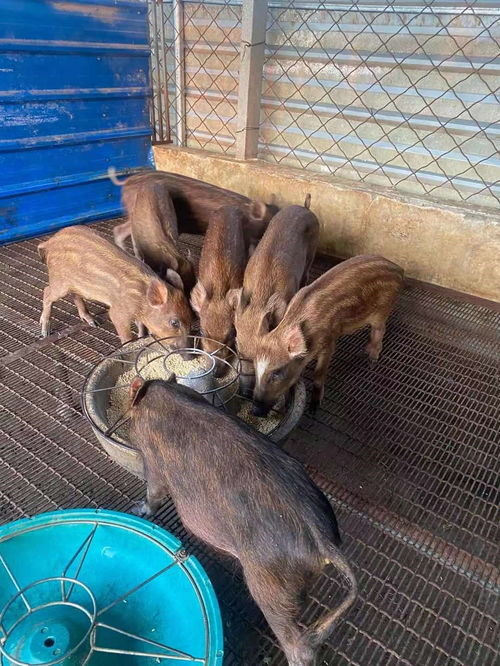 野猪养殖的科学驯养与饲喂策略 鲁坤家庭农场的经验分享